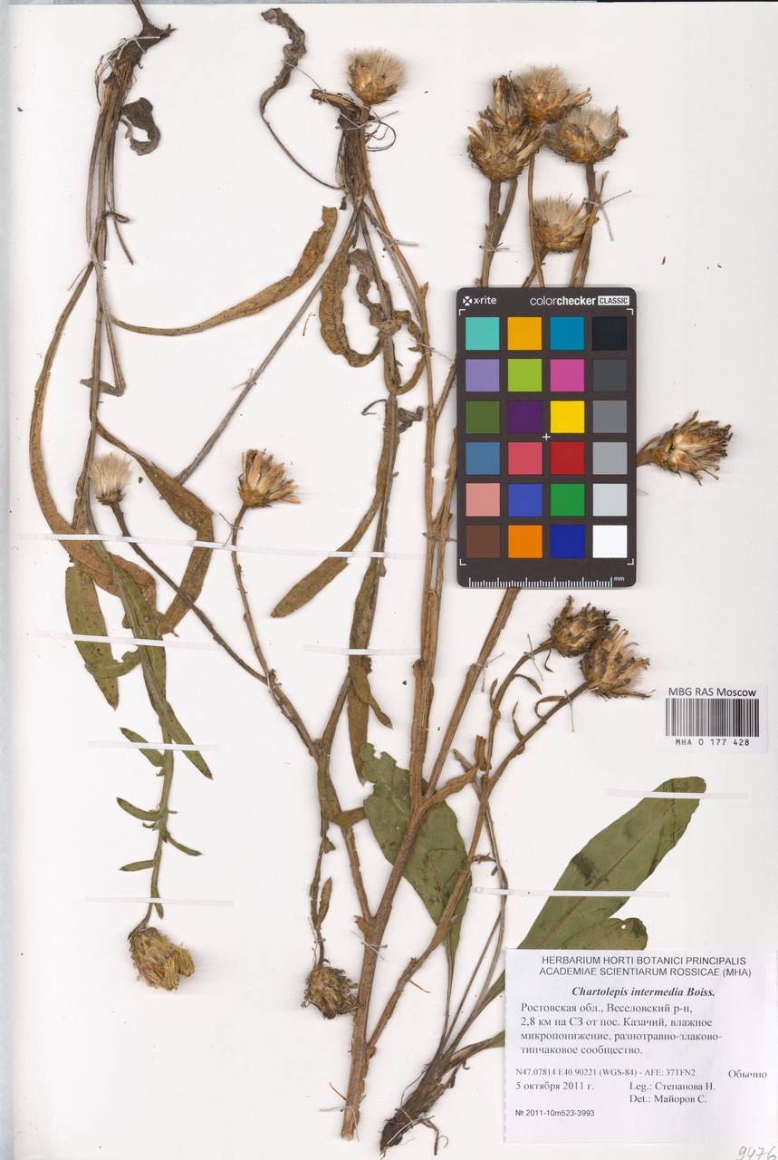 Centaurea glastifolia subsp. glastifolia, Eastern Europe, Rostov Oblast (E12a) (Russia)