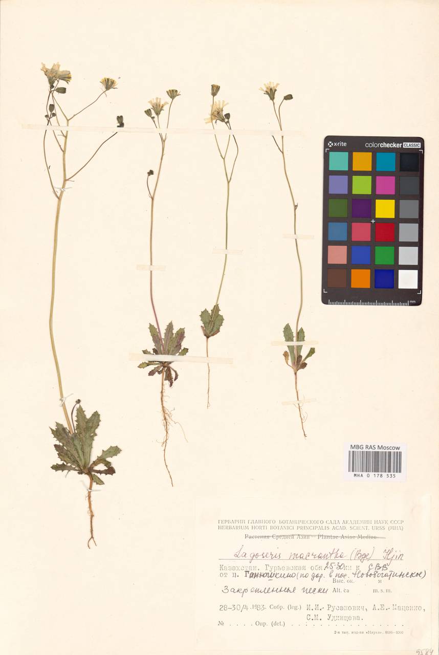 Crepis sancta subsp. obovata (Boiss. & Noë) Babc., Middle Asia, Caspian Ustyurt & Northern Aralia (M8) (Kazakhstan)