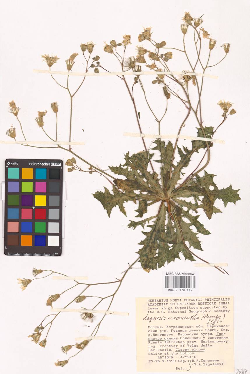 Crepis sancta subsp. obovata (Boiss. & Noë) Babc., Eastern Europe, Lower Volga region (E9) (Russia)