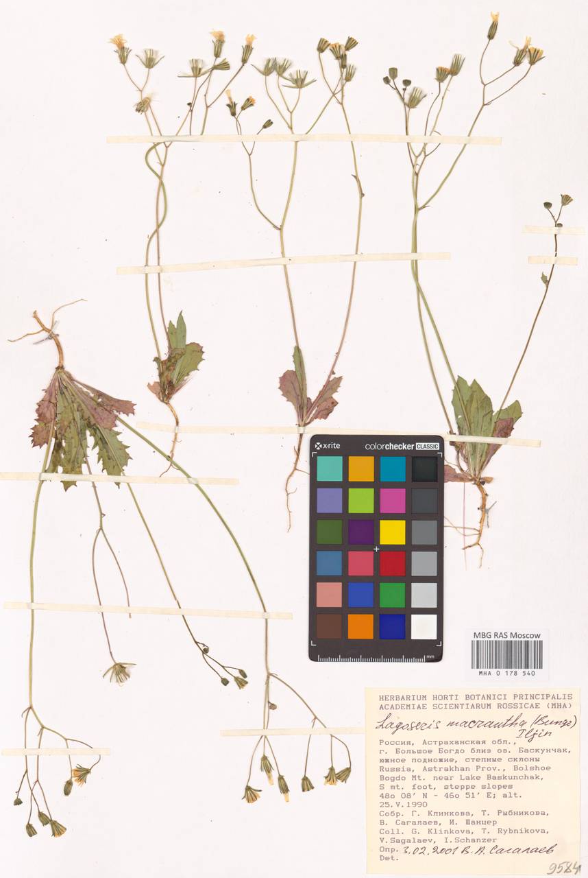 Crepis sancta subsp. obovata (Boiss. & Noë) Babc., Eastern Europe, Lower Volga region (E9) (Russia)