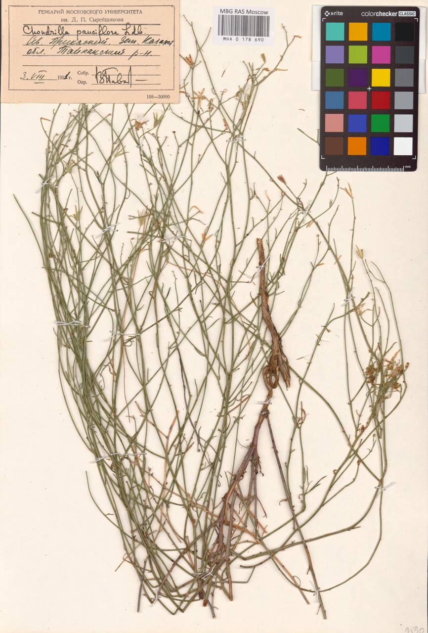 Chondrilla pauciflora Ledeb., Middle Asia, Caspian Ustyurt & Northern Aralia (M8) (Kazakhstan)