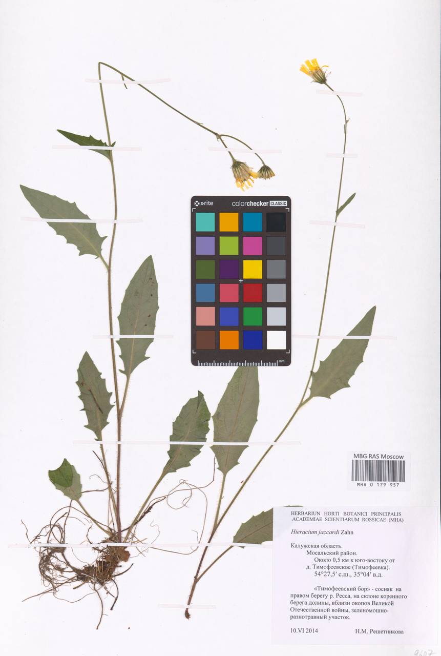 Hieracium lachenalii subsp. deductum (Sudre) Greuter, Eastern Europe, Central region (E4) (Russia)