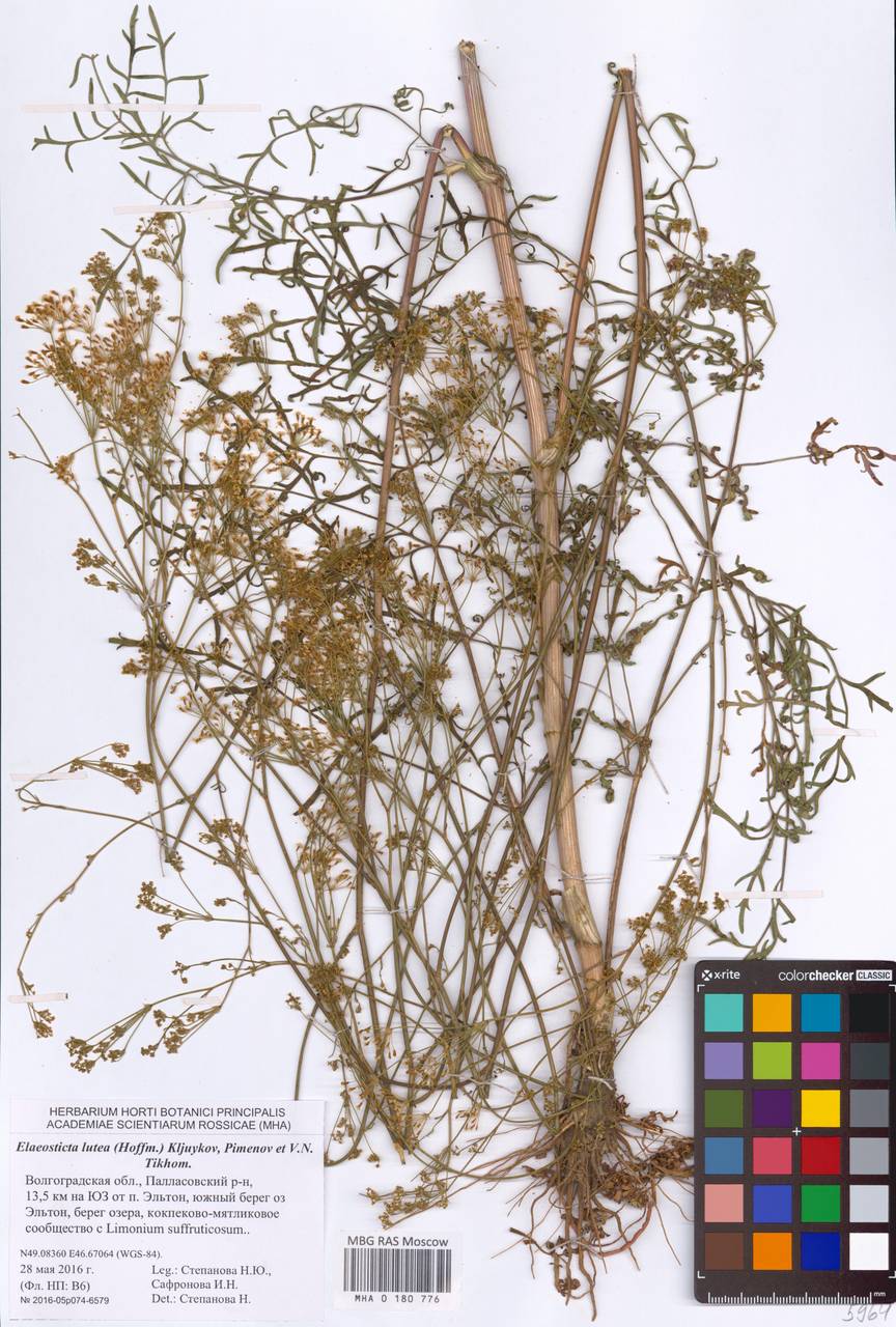 Elaeosticta lutea (Hoffm.) Kljuykov, Pimenov & Tikhom., Eastern Europe, Lower Volga region (E9) (Russia)