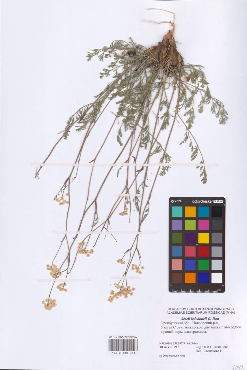 Hippomarathrum ledebourii (G.Don) J.H.Xue, Chepinoga & K.P.Ma, Eastern Europe, Eastern region (E10) (Russia)