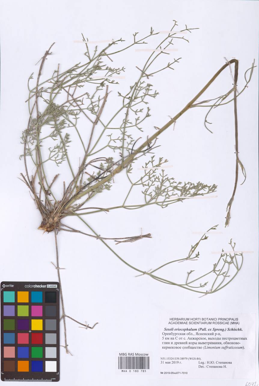 Seseli eriocephalum (Pall. ex Spreng.) Schischk., Eastern Europe, Eastern region (E10) (Russia)