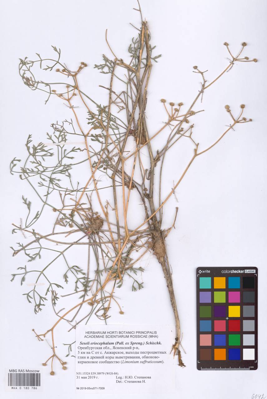 Seseli eriocephalum (Pall. ex Spreng.) Schischk., Eastern Europe, Eastern region (E10) (Russia)