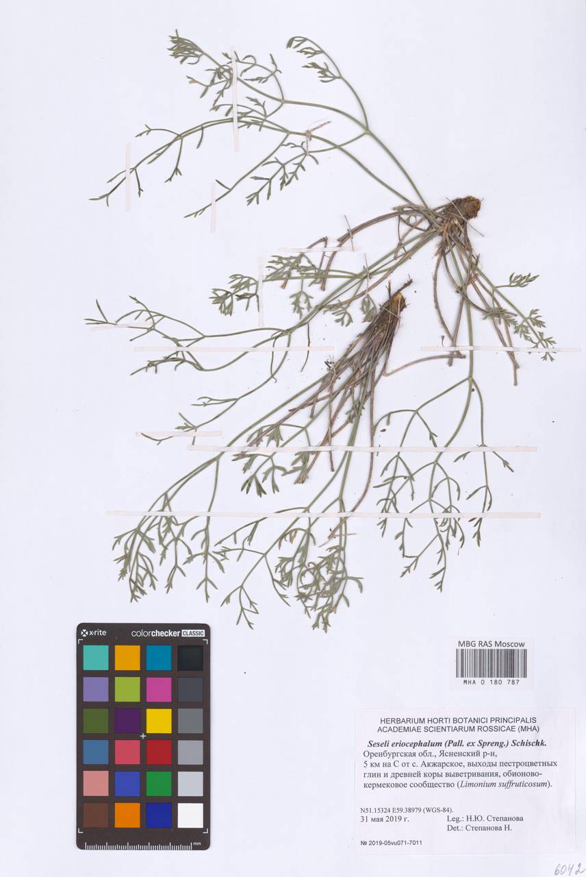 Seseli eriocephalum (Pall. ex Spreng.) Schischk., Eastern Europe, Eastern region (E10) (Russia)