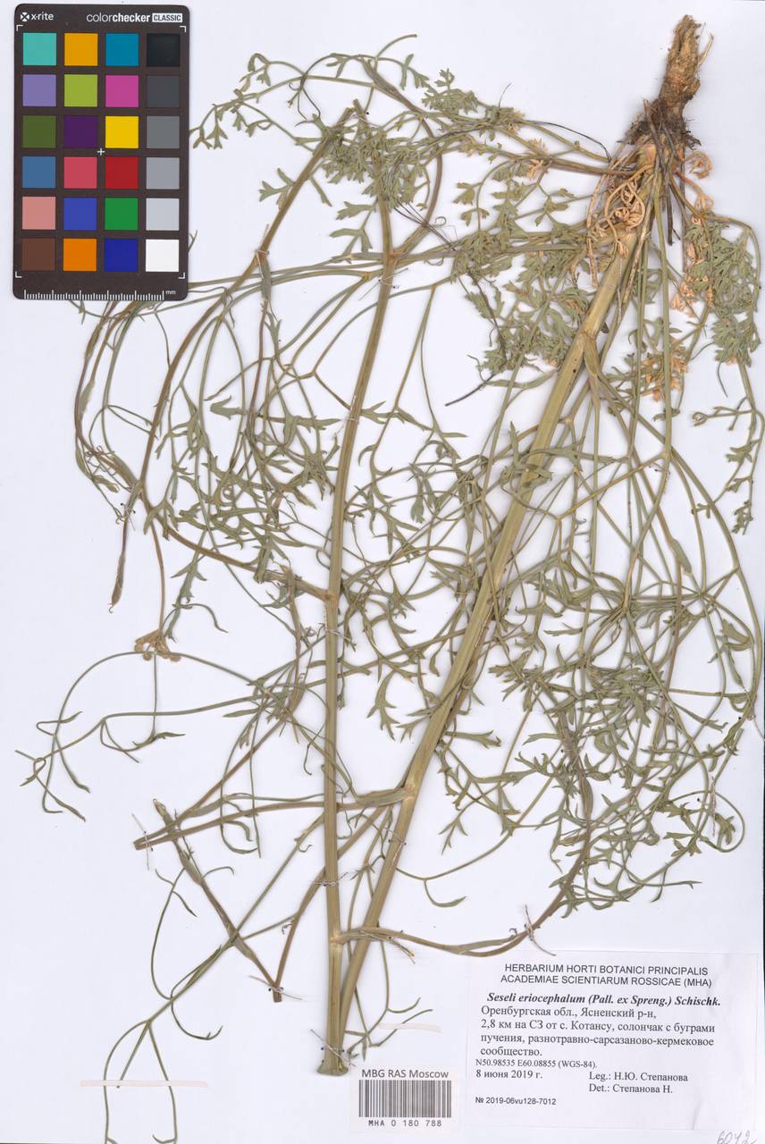 Seseli eriocephalum (Pall. ex Spreng.) Schischk., Eastern Europe, Eastern region (E10) (Russia)