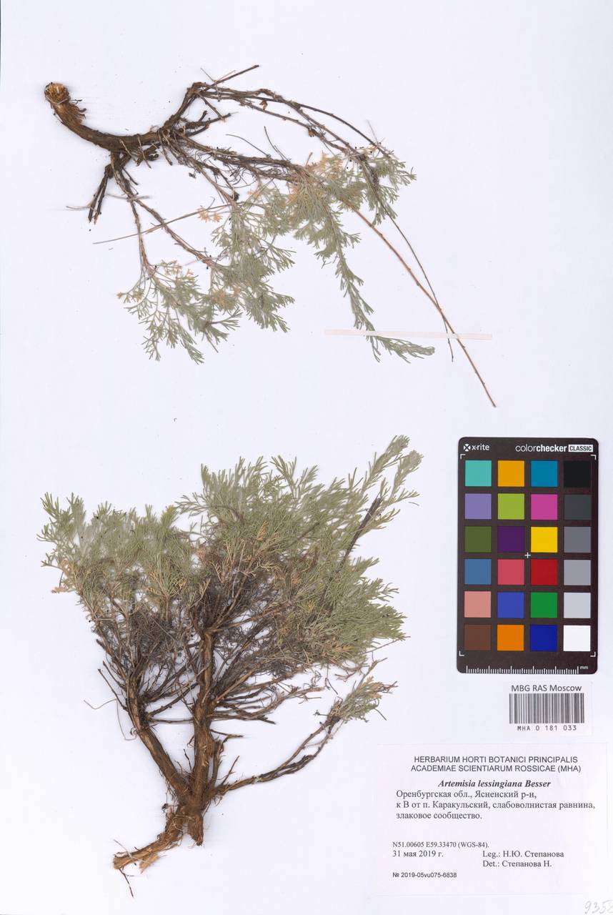 Artemisia lessingiana Besser, Eastern Europe, Eastern region (E10) (Russia)