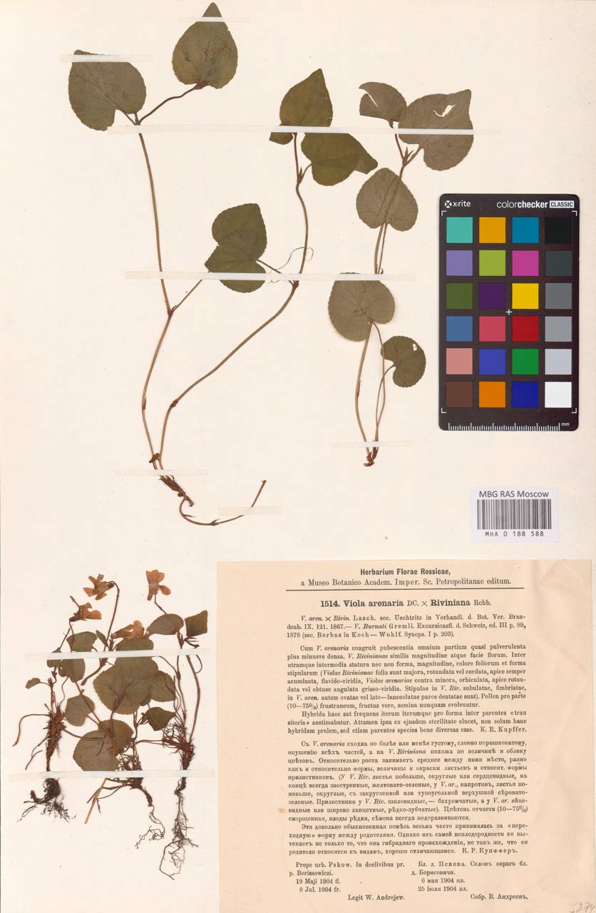 Viola × burnatii Gremli, Eastern Europe, North-Western region (E2) (Russia)