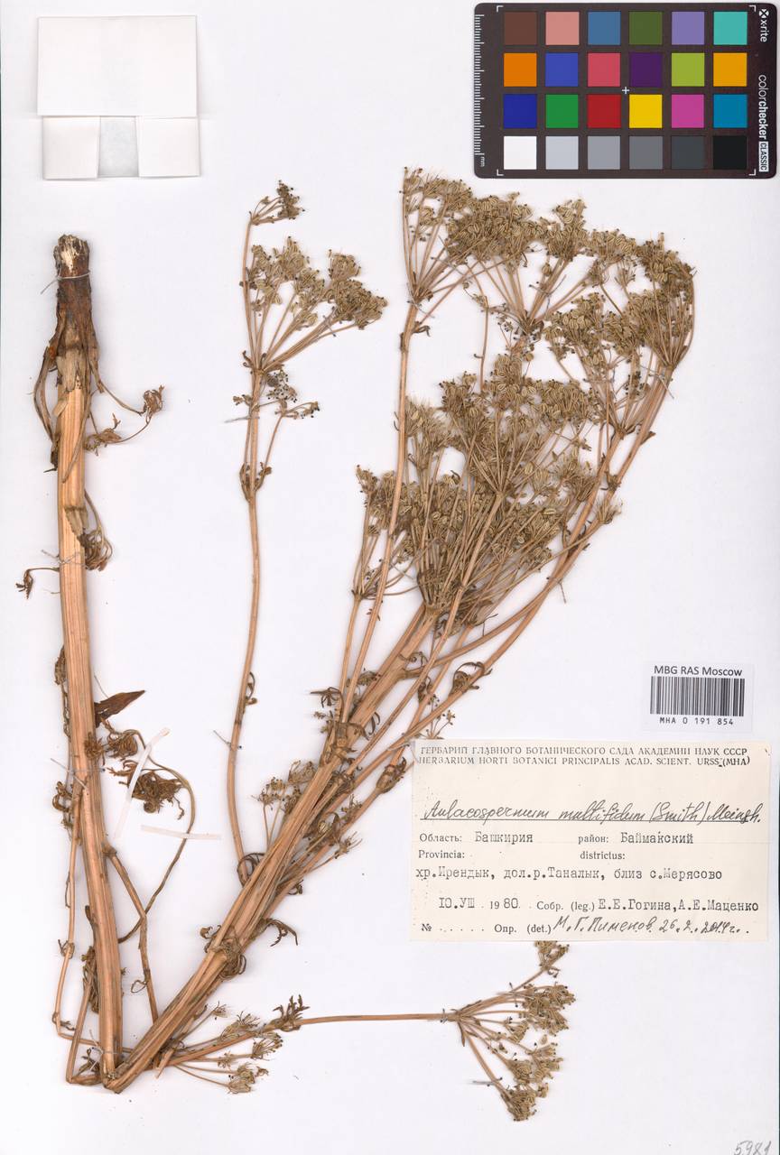 Aulacospermum multifidum (Sm.) Meinsh., Eastern Europe, Eastern region (E10) (Russia)