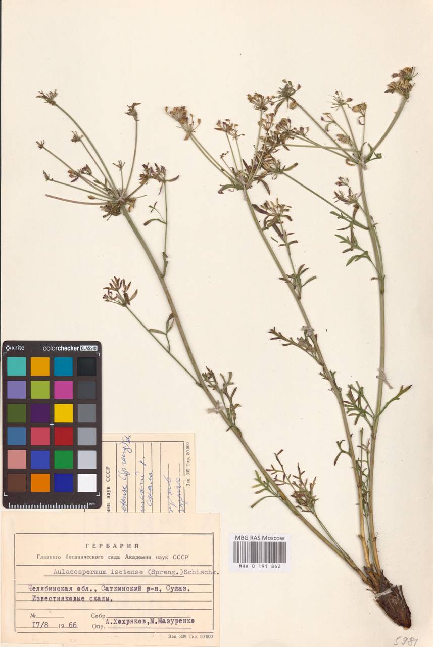 Aulacospermum multifidum (Sm.) Meinsh., Eastern Europe, Eastern region (E10) (Russia)