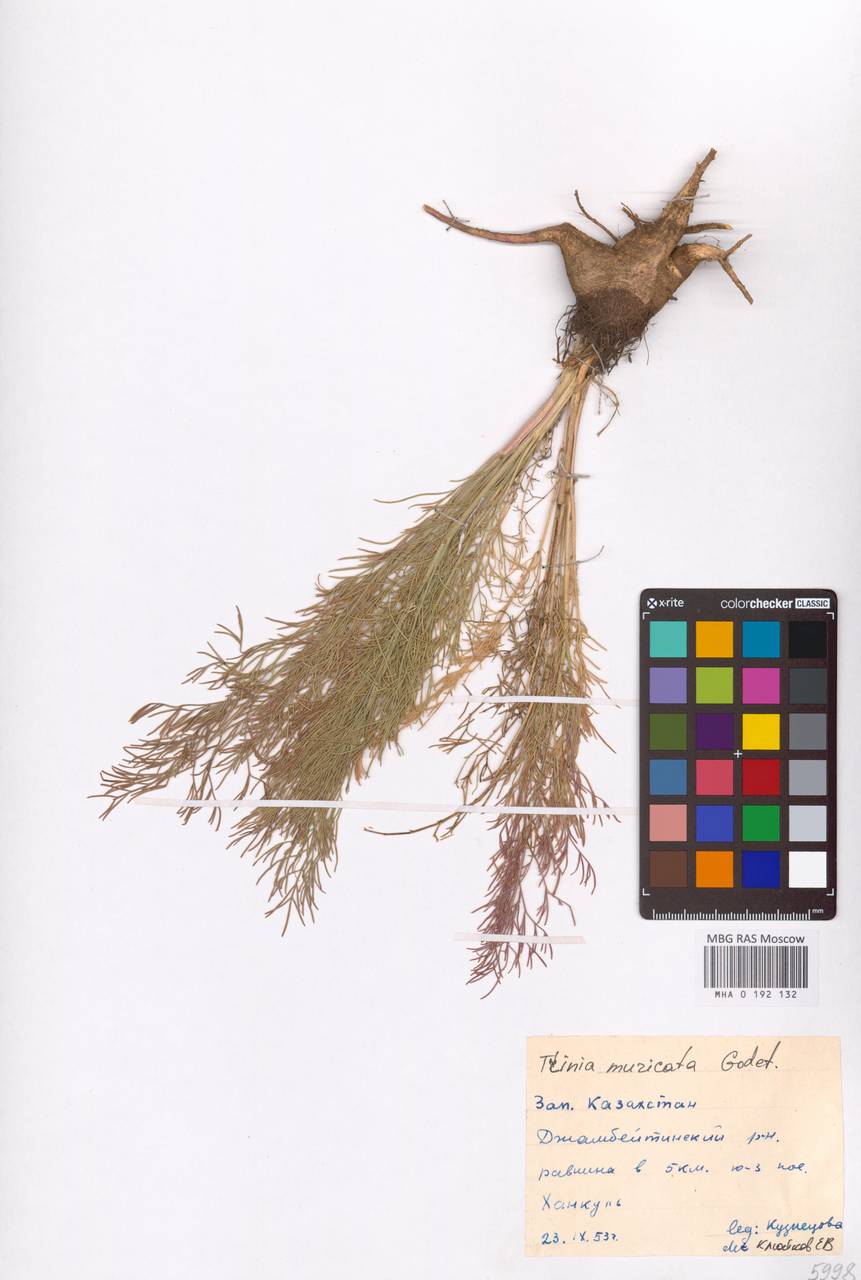 Trinia muricata Godet, Middle Asia, Caspian Ustyurt & Northern Aralia (M8) (Kazakhstan)