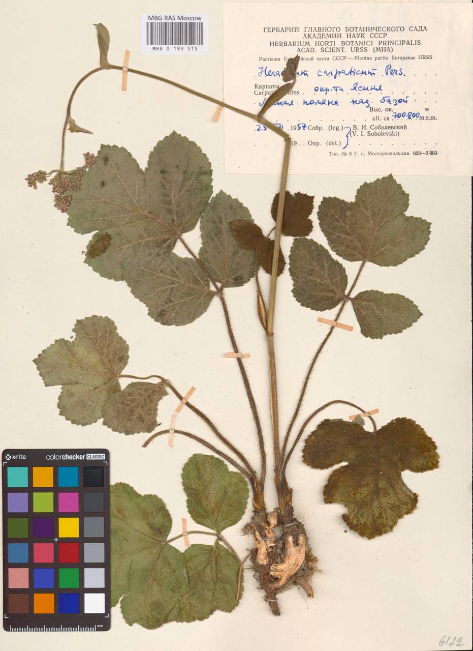 Heracleum carpaticum Porcher, Eastern Europe, West Ukrainian region (E13) (Ukraine)