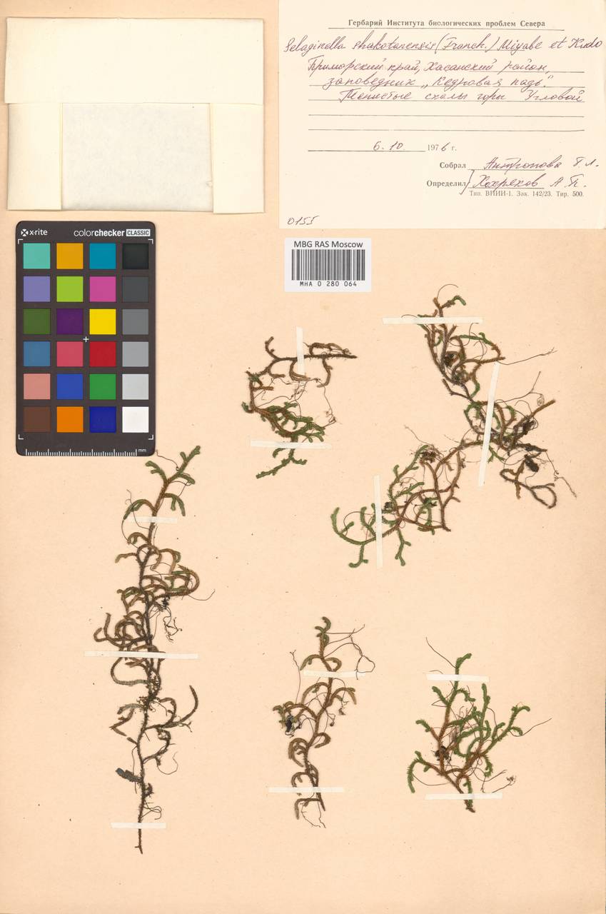 Bryodesma shakotanense (Franch. ex Takeda) Soják, Siberia, Russian Far East (S6) (Russia)