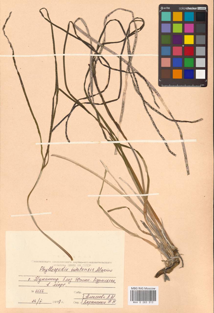 Phyllospadix iwatensis Makino, Siberia, Russian Far East (S6) (Russia)