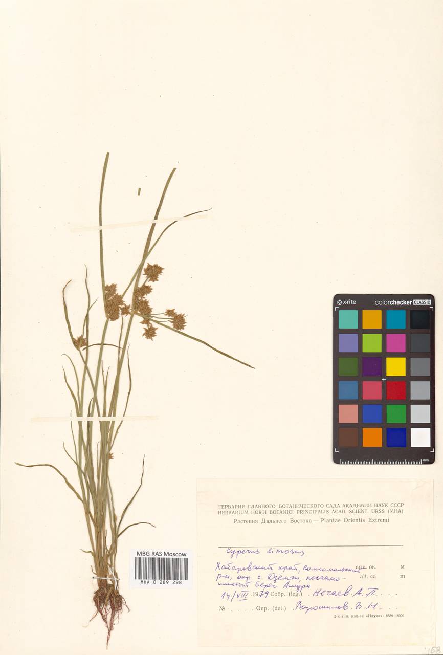 Cyperus limosus Maxim., Siberia, Russian Far East (S6) (Russia)