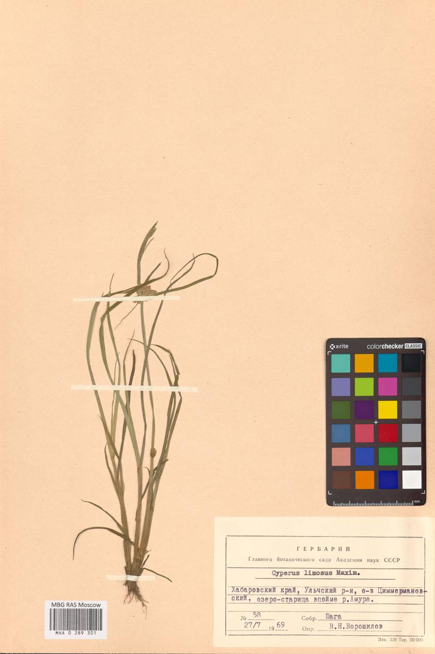 Cyperus limosus Maxim., Siberia, Russian Far East (S6) (Russia)