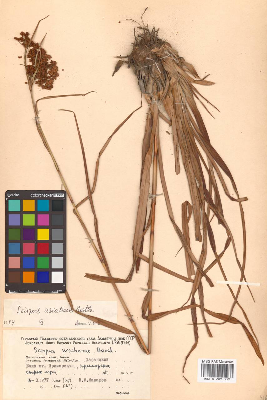 Scirpus wichurae var. asiaticus (Beetle) T.Koyama ex W.Lee, Siberia, Russian Far East (S6) (Russia)