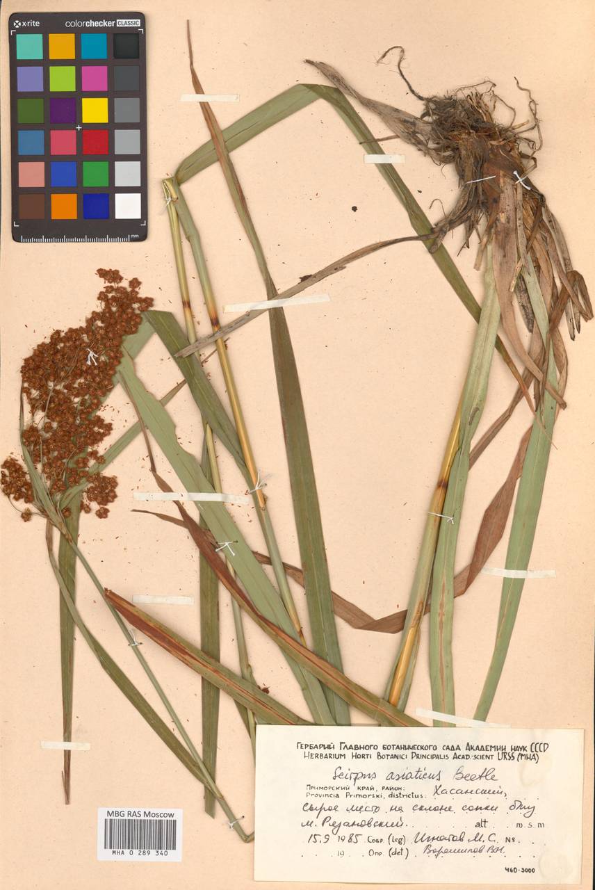 Scirpus wichurae var. asiaticus (Beetle) T.Koyama ex W.Lee, Siberia, Russian Far East (S6) (Russia)