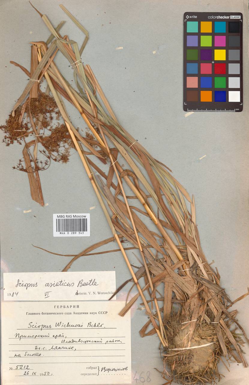 Scirpus wichurae var. asiaticus (Beetle) T.Koyama ex W.Lee, Siberia, Russian Far East (S6) (Russia)