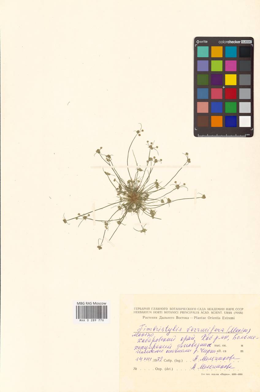 Fimbristylis dipsacea var. verrucifera (Maxim.) T.Koyama, Siberia, Russian Far East (S6) (Russia)