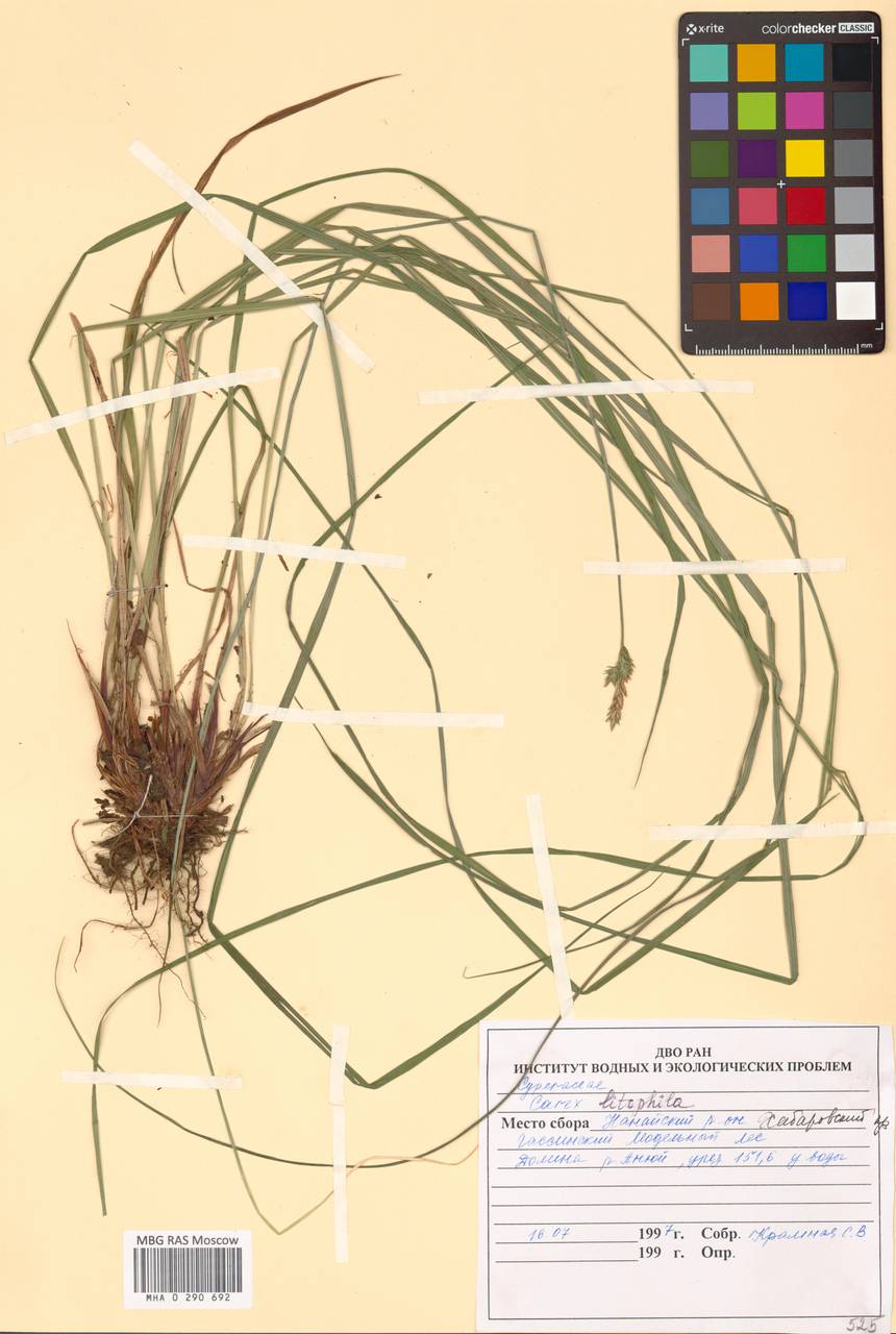 Carex lithophila Turcz., Siberia, Russian Far East (S6) (Russia)