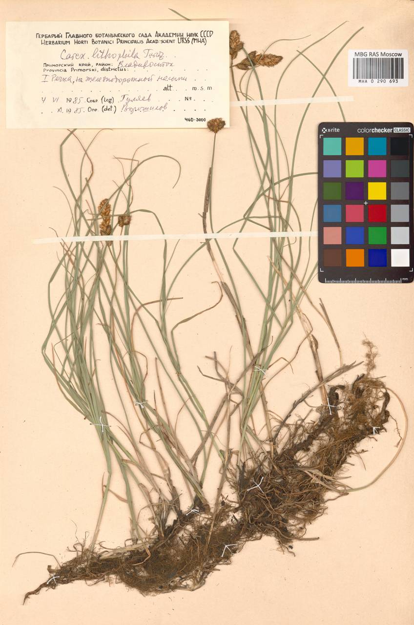 Carex lithophila Turcz., Siberia, Russian Far East (S6) (Russia)