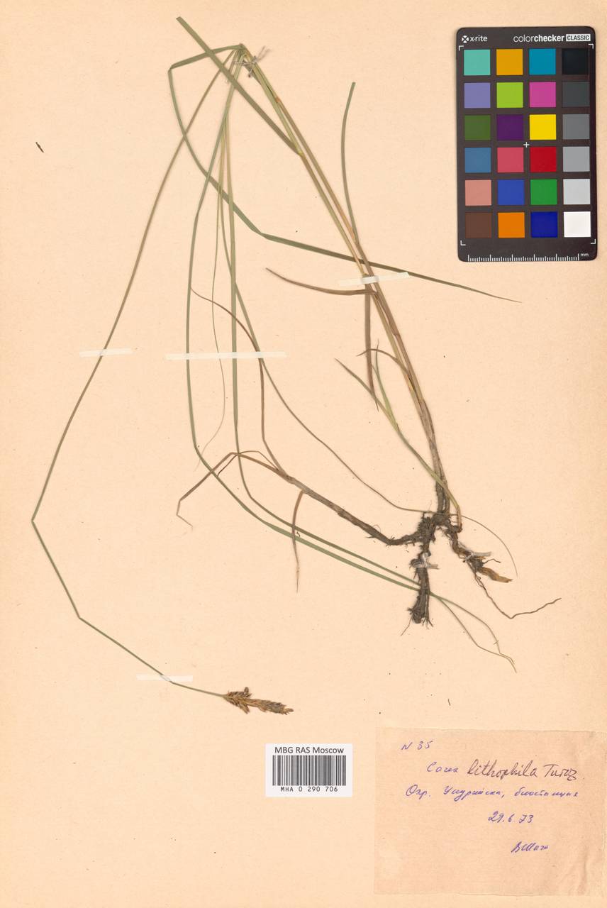 Carex lithophila Turcz., Siberia, Russian Far East (S6) (Russia)