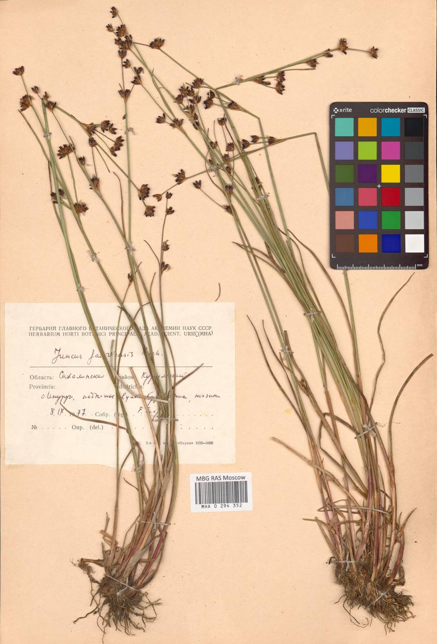 Juncus fauriensis Buchenau, Siberia, Russian Far East (S6) (Russia)