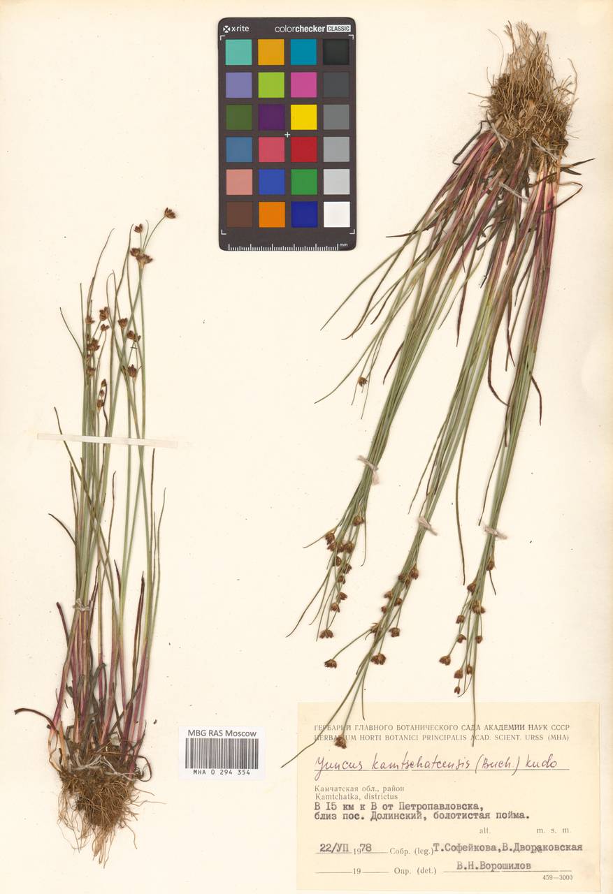 Juncus fauriensis Buchenau, Siberia, Chukotka & Kamchatka (S7) (Russia)