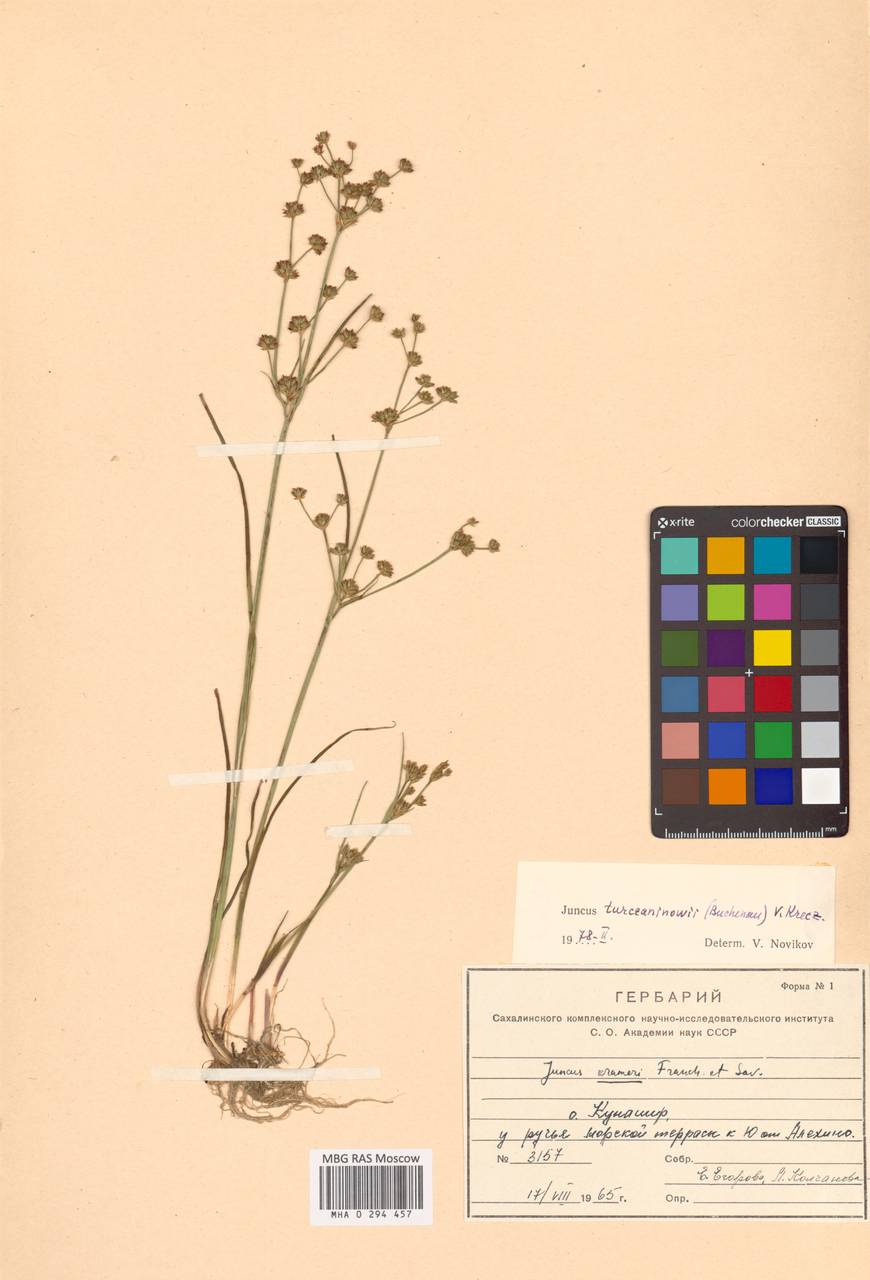 Juncus krameri Franch. & Sav., Siberia, Russian Far East (S6) (Russia)