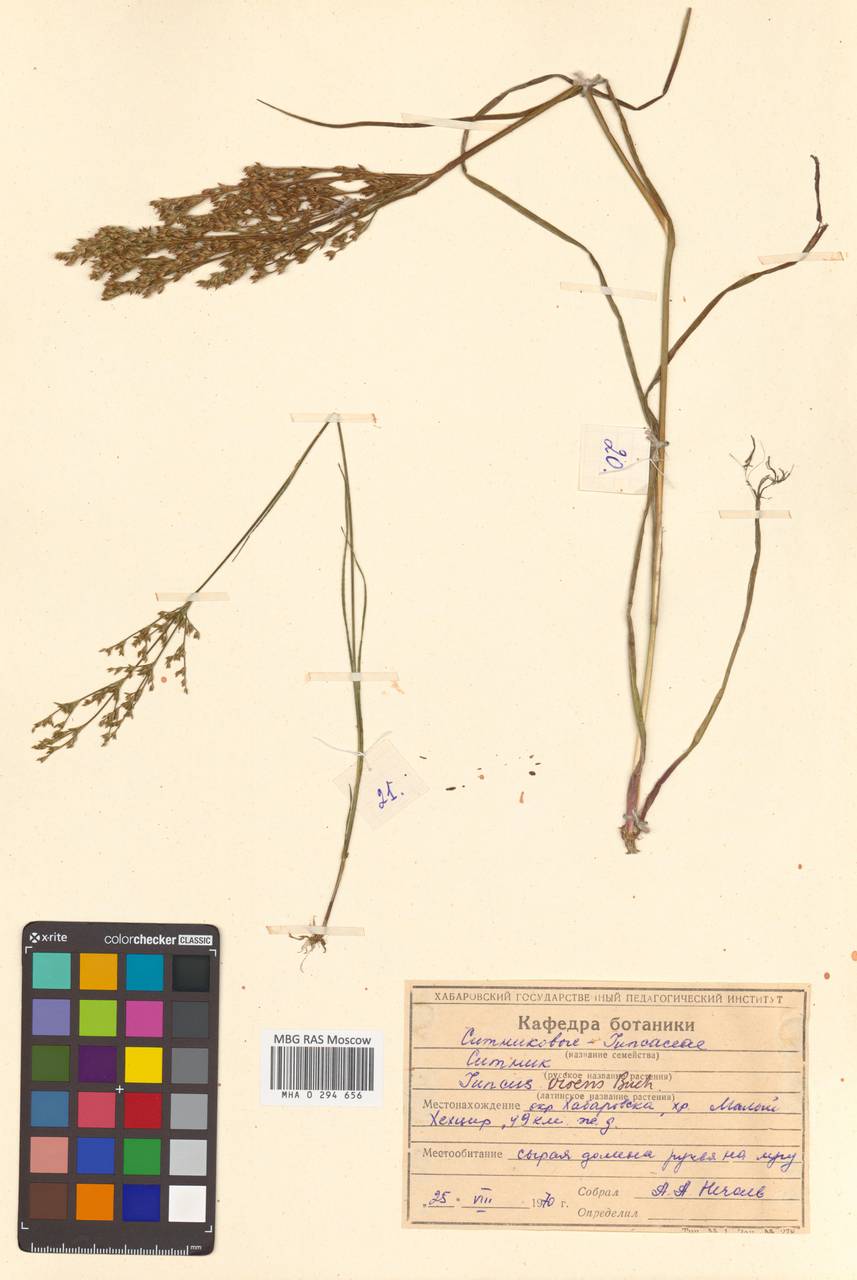 Juncus virens Buchenau, Siberia, Russian Far East (S6) (Russia)