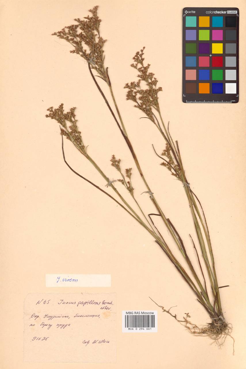 Juncus virens Buchenau, Siberia, Russian Far East (S6) (Russia)