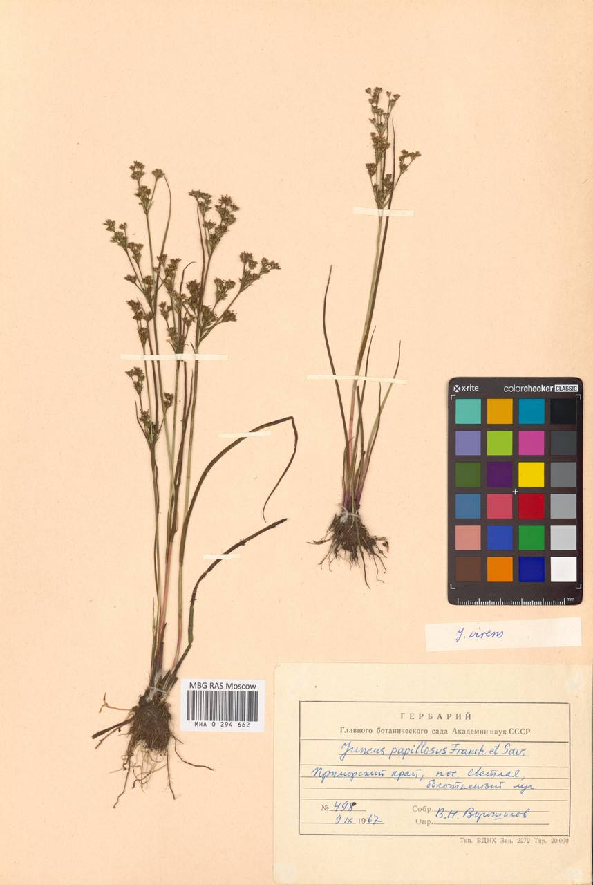 Juncus virens Buchenau, Siberia, Russian Far East (S6) (Russia)