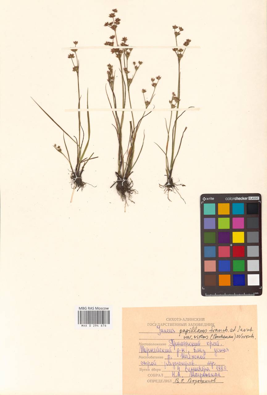 Juncus virens Buchenau, Siberia, Russian Far East (S6) (Russia)