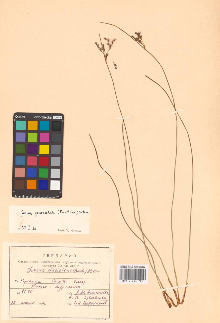 Juncus fauriei H. Lév. & Vaniot, Siberia, Russian Far East (S6) (Russia)