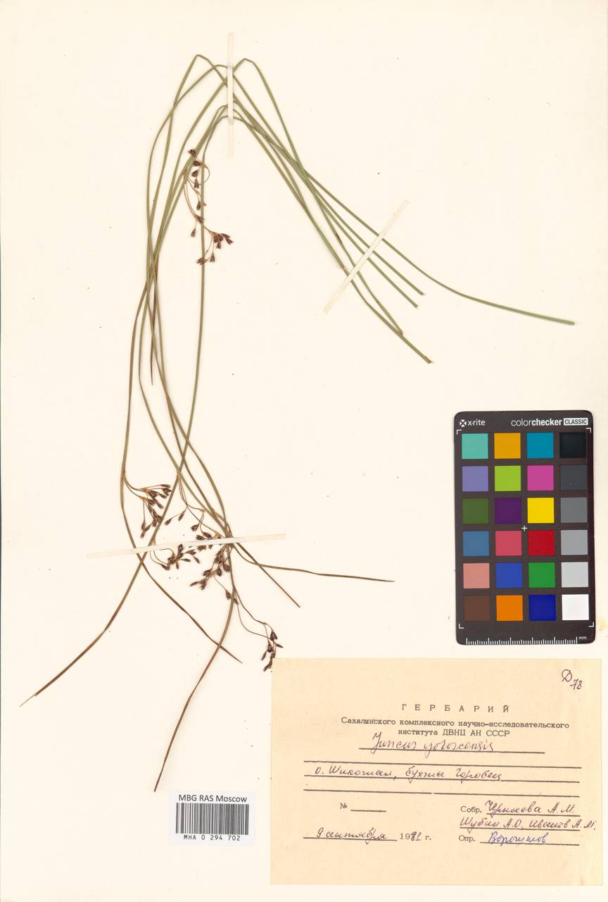 Juncus fauriei H. Lév. & Vaniot, Siberia, Russian Far East (S6) (Russia)