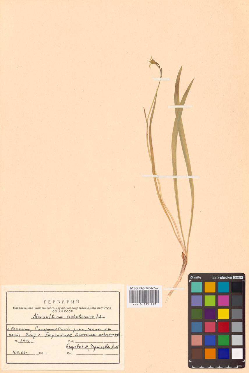 Anticlea sachalinensis (F.Schmidt) Zomlefer & Judd, Siberia, Russian Far East (S6) (Russia)