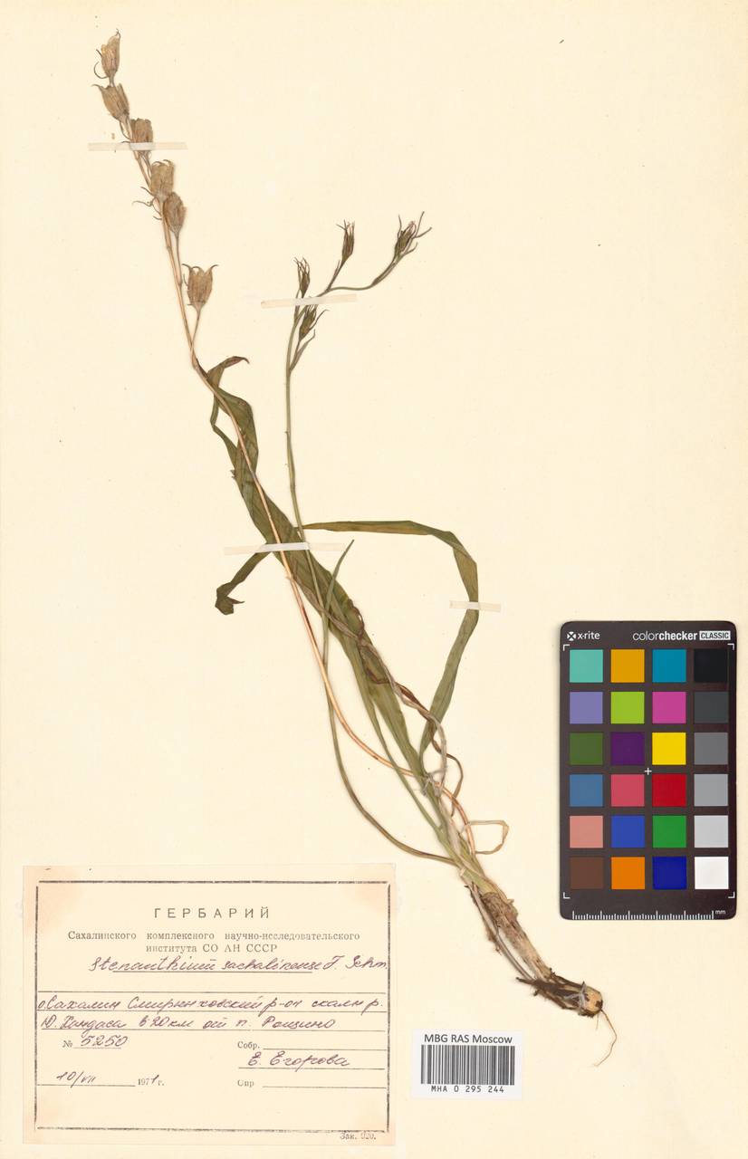 Anticlea sachalinensis (F.Schmidt) Zomlefer & Judd, Siberia, Russian Far East (S6) (Russia)
