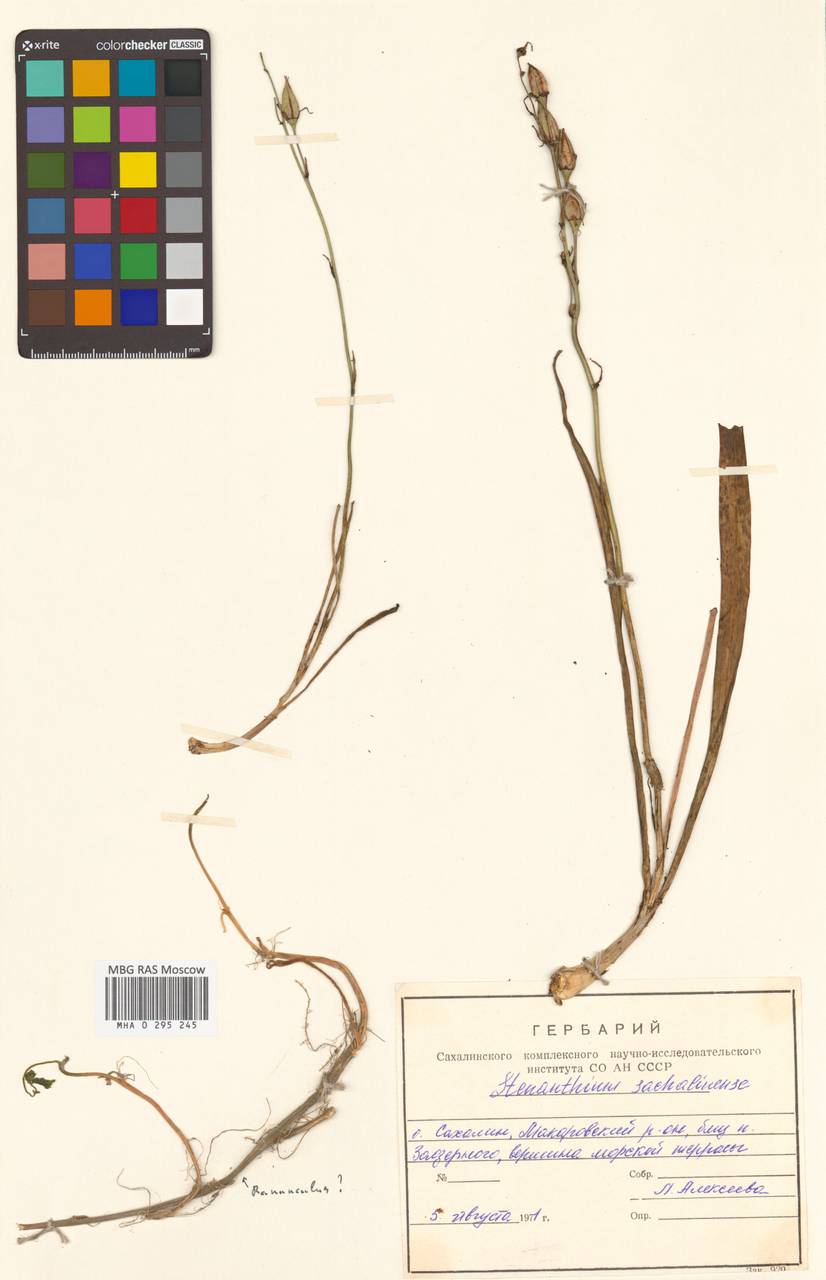 Anticlea sachalinensis (F.Schmidt) Zomlefer & Judd, Siberia, Russian Far East (S6) (Russia)