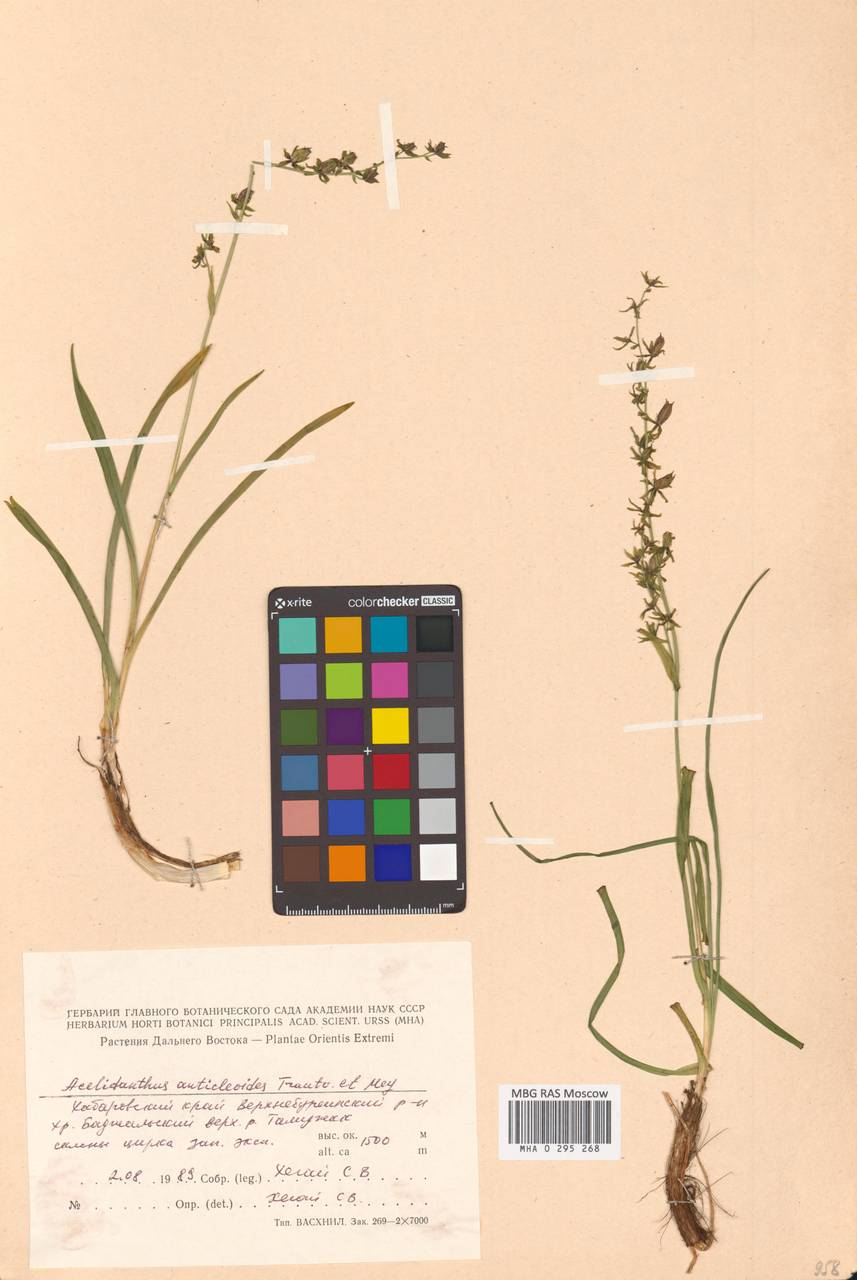 Veratrum anticleoides (Trautv. & C.A.Mey.) Takeda & Miyake, Siberia, Russian Far East (S6) (Russia)