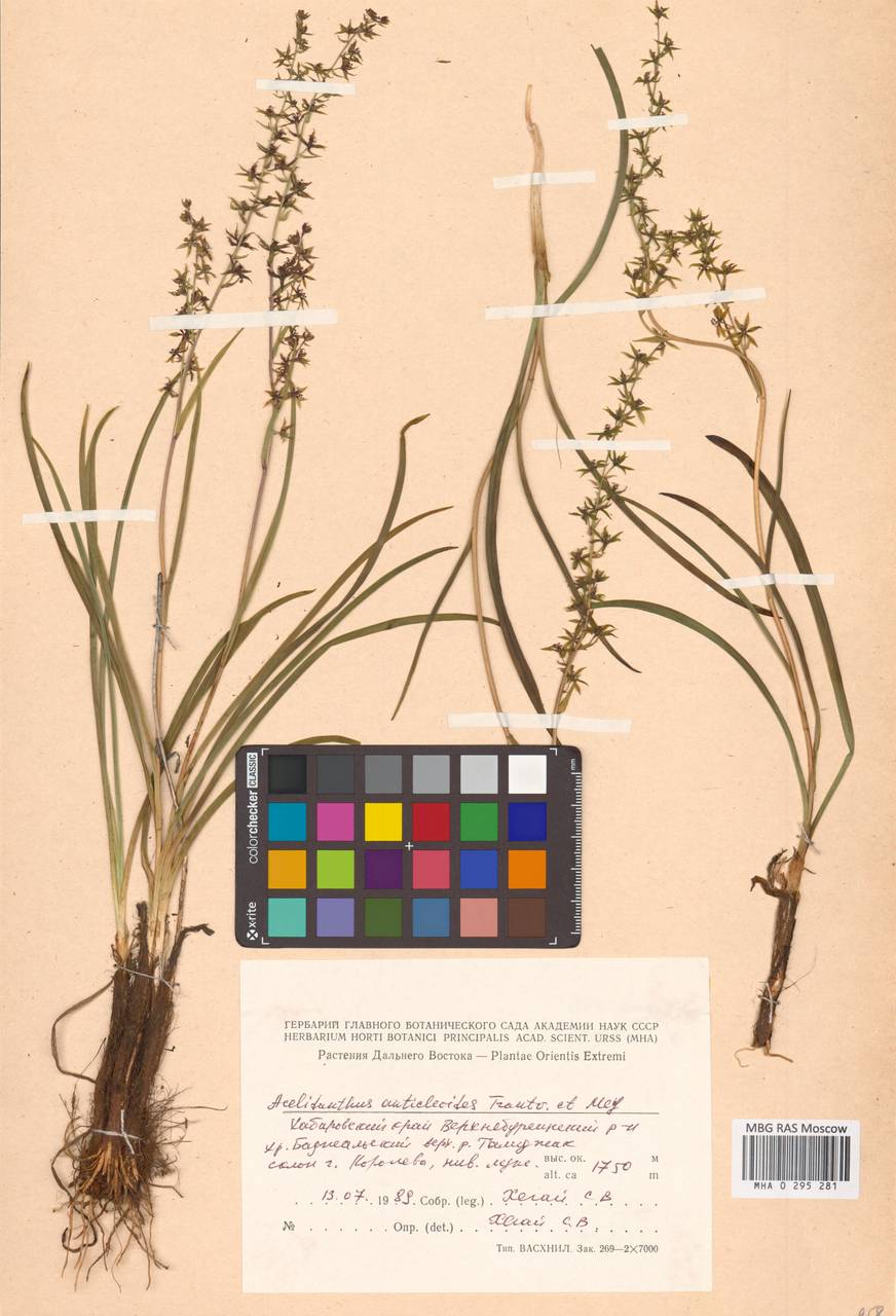 Veratrum anticleoides (Trautv. & C.A.Mey.) Takeda & Miyake, Siberia, Russian Far East (S6) (Russia)