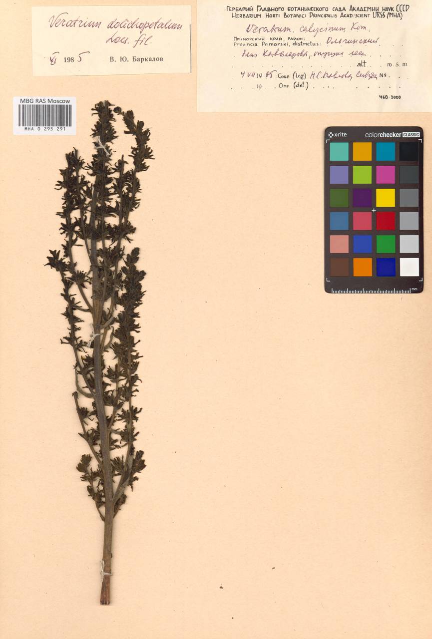 Veratrum dolichopetalum O.Loes., Siberia, Russian Far East (S6) (Russia)