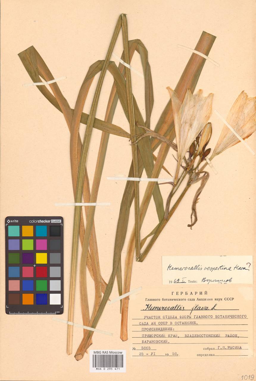 Hemerocallis citrina var. vespertina (H.Hara) M.Hotta, Siberia, Russian Far East (S6) (Russia)