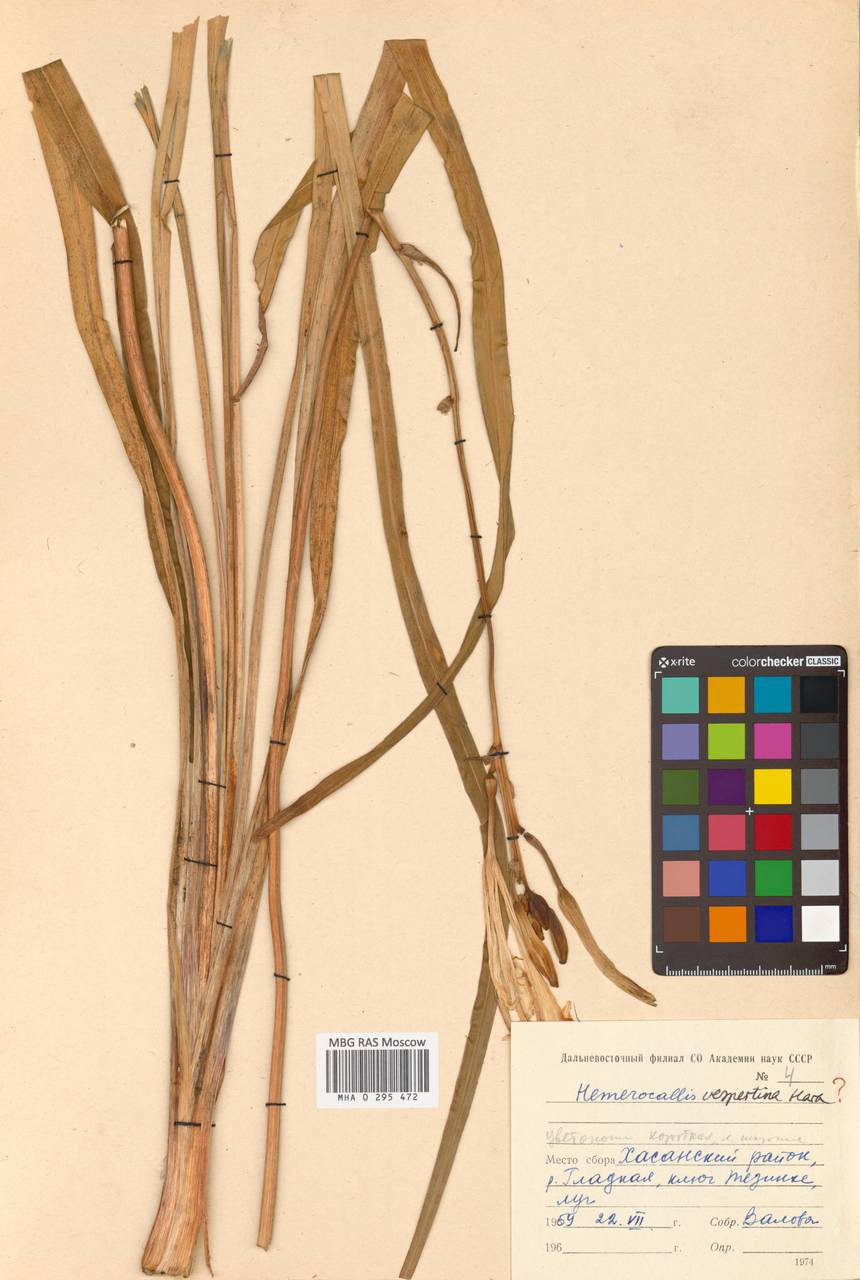 Hemerocallis citrina var. vespertina (H.Hara) M.Hotta, Siberia, Russian Far East (S6) (Russia)