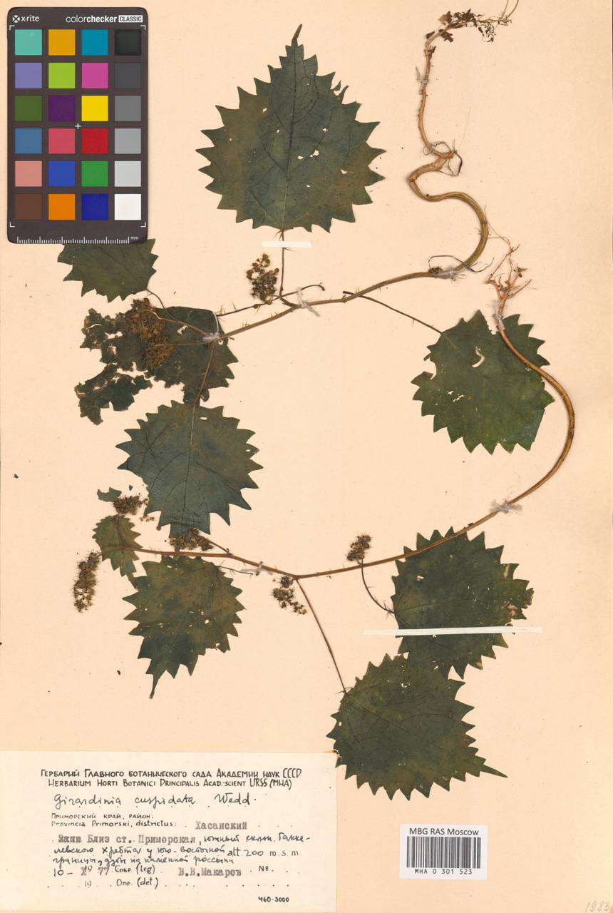 Laportea cuspidata (Wedd.) Friis, Siberia, Russian Far East (S6) (Russia)