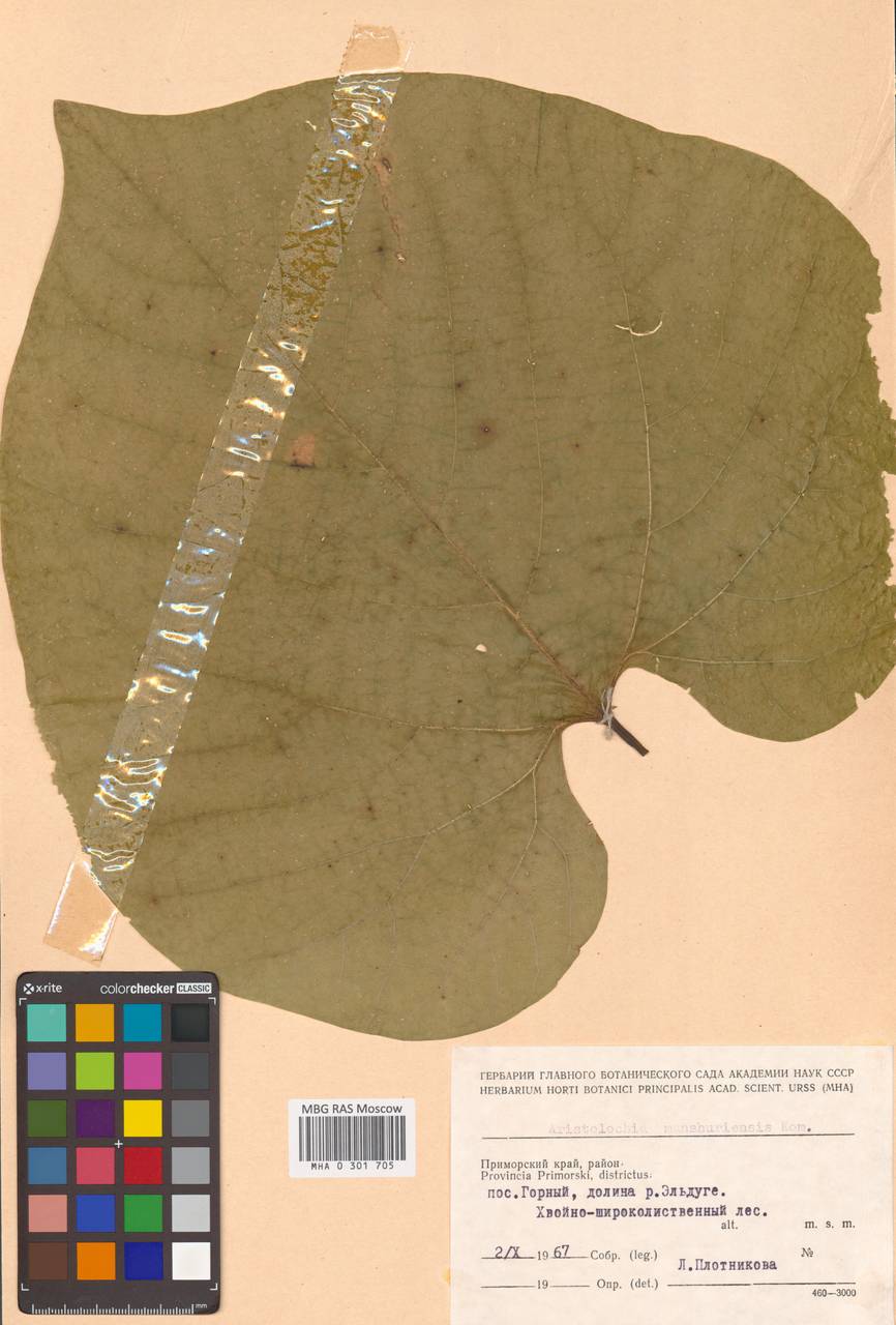 Isotrema manshuriense (Kom.) H.Huber, Siberia, Russian Far East (S6) (Russia)