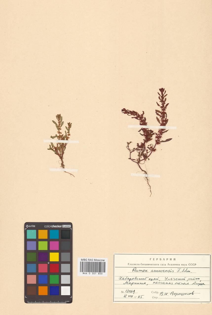 Rumex amurensis F. Schmidt, Siberia, Russian Far East (S6) (Russia)