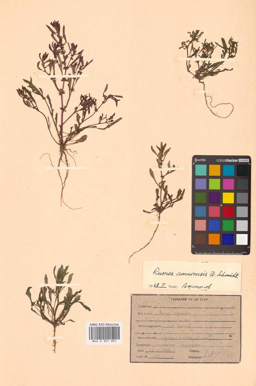 Rumex amurensis F. Schmidt, Siberia, Russian Far East (S6) (Russia)